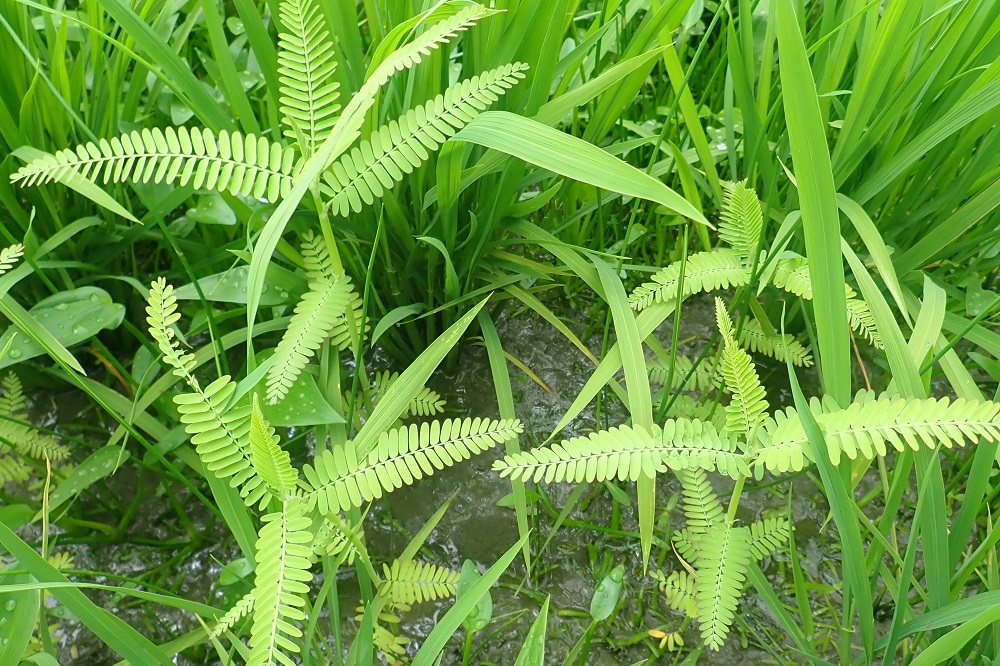 雑草リスト | 除草カタログ
