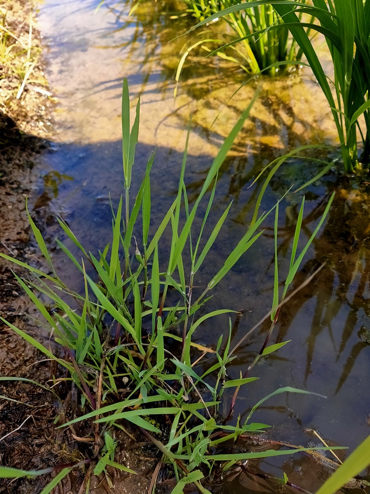 雑草リスト | 除草カタログ